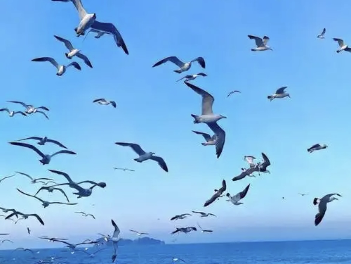 晴空飞羽